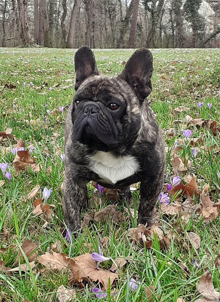 Jack Sparow frbul Slovakia, French bulldog kennel Bordomax farm